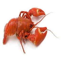 lobster lazuli logo