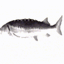 Feesh's Create logo