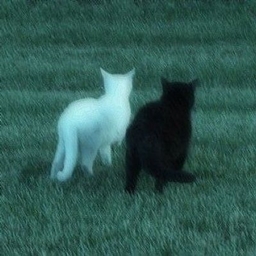 Cat's Survival Together logo