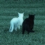 Cat's Survival Together logo