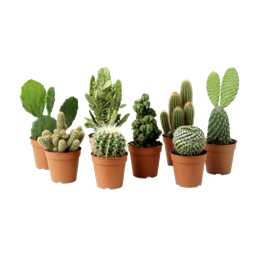 Mo'plants logo