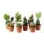 Mo'plants logo