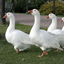 Goose For Mining logo