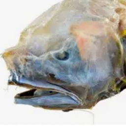 ASSFISH AQUARIUM project image