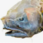 ASSFISH AQUARIUM logo