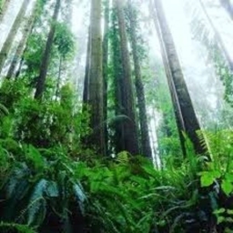 Forest Adventures project image