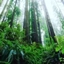 Forest Adventures logo