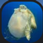 TurtleShell Cobblemon logo