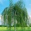 Birch Forest logo
