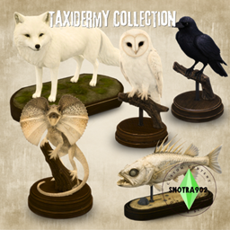 Taxidermy Collection project image