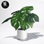 Monstera plant deco logo