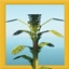 Wild Flora logo