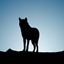 Wolf's Light logo