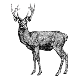 Stag & Steel