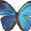 HouseAuras logo
