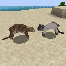 Cat Fighting
