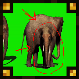 One in 5000 Chance for a Elephant Green Screen Effect
