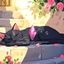 [Miss-K-Lo] - Rose Garden Reverie - Loading Screen logo