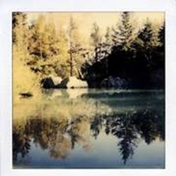 Gruppy's forest
