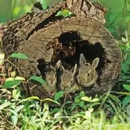 True Hollow Log project image