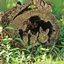 True Hollow Log logo