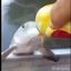 Xian's decent angler staterpack logo