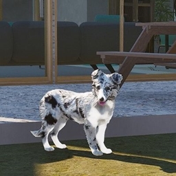 Decorative Border Collie Puppy logo