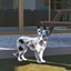 Decorative Border Collie Puppy logo