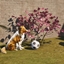Decorative Brown Border Collie logo
