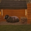 Decorative Black Sheep logo