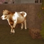 Decorative White Cow logo