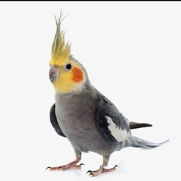 Kuki