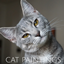 Cat paintings logo