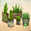 Desert Junk Plants logo