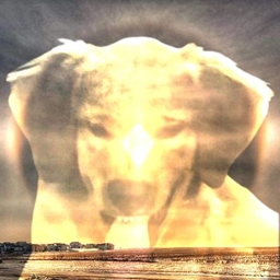 Sundog logo