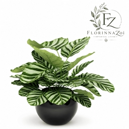 CalatheaOrbifolia logo