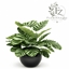 CalatheaOrbifolia logo