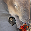 Capybaras Sprites logo