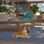 Decorative Shiba Puppy logo
