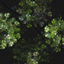 SaloCraft - Natures Embrace logo