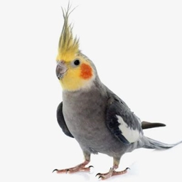 Kuki 2 project image