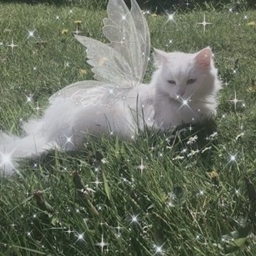 Warrior cats fantasy