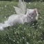 Warrior cats fantasy logo