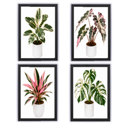 Exotic Plant Paintings project image
