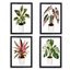 Exotic Plant Paintings logo