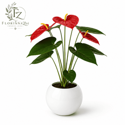 Anthurium project image
