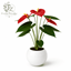 Anthurium logo