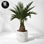 Coco Palm in Pot logo