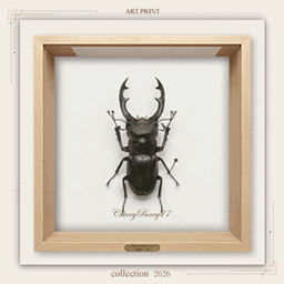 Naturalist Beetle Wall Art project image