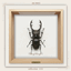 Naturalist Beetle Wall Art logo
